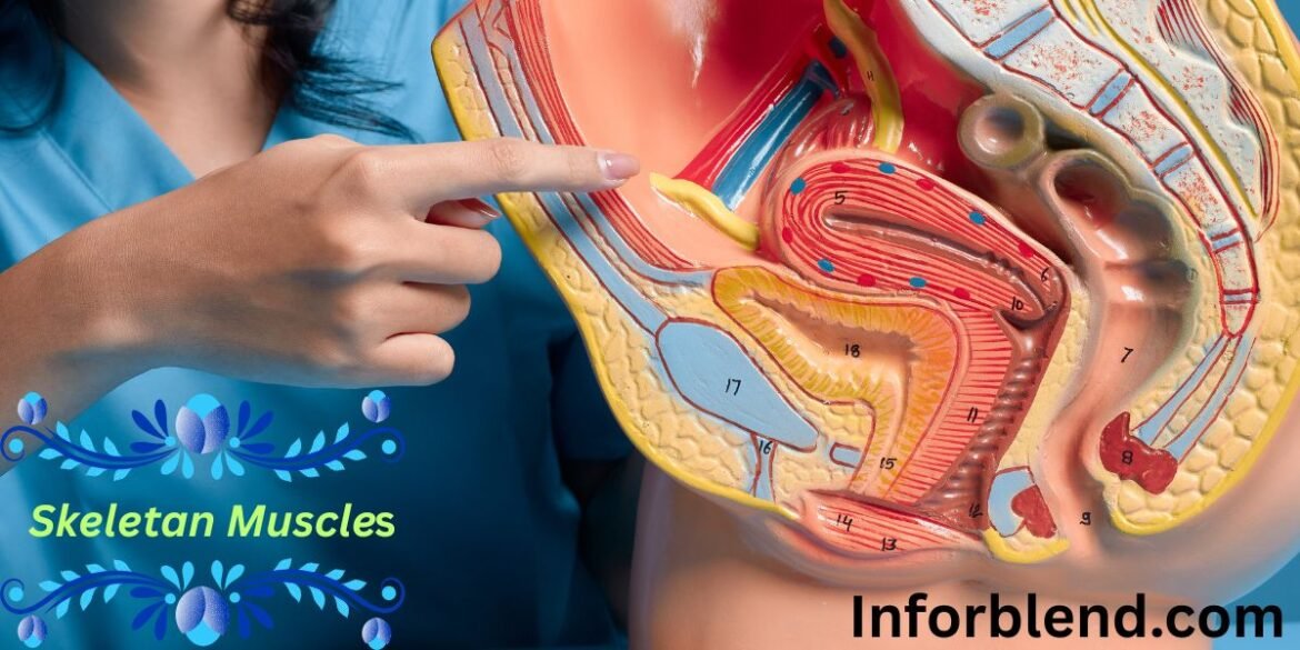 This image show skeletal muscles contract with strength and smoothness, supporting human movement and body control.